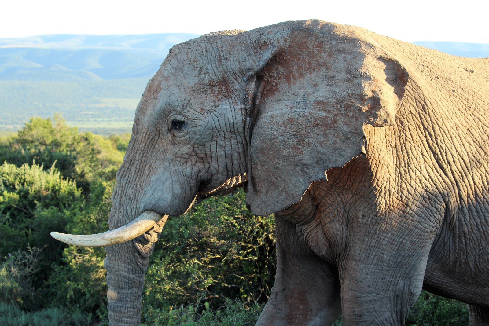 Canon EF-S 55-250mm F4-5.6 IS STM sample photo. Africa, close up, proboscis photography
