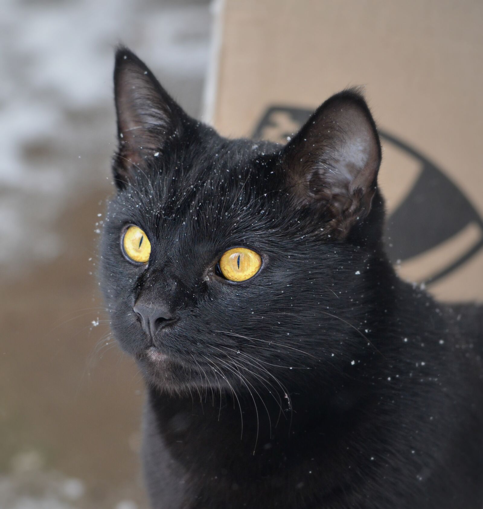 Nikon D5100 sample photo. Cat, snow, close up photography