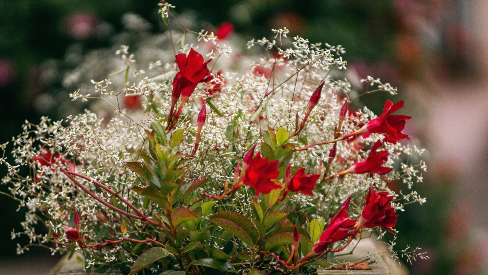 Sony SLT-A77 sample photo. Flowers, red, blossom photography