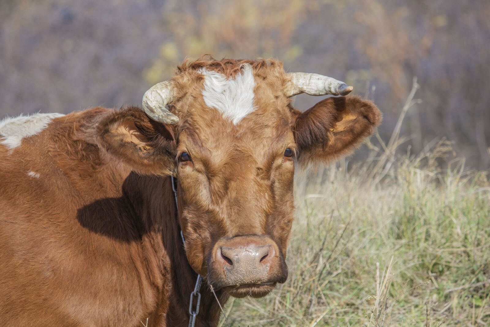 Canon EOS 550D (EOS Rebel T2i / EOS Kiss X4) + Canon EF-S 55-250mm F4-5.6 IS II sample photo. Cow, autumn, grass photography