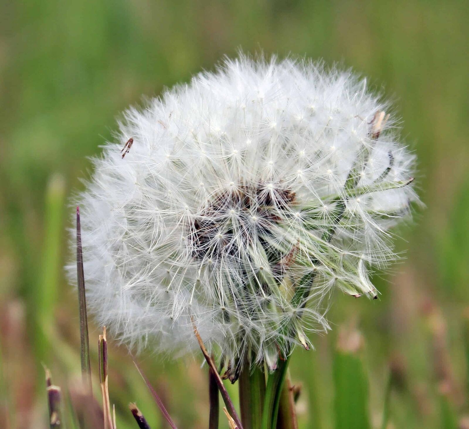 Canon EOS 550D (EOS Rebel T2i / EOS Kiss X4) sample photo. Dandelion, herb, plant, flower photography