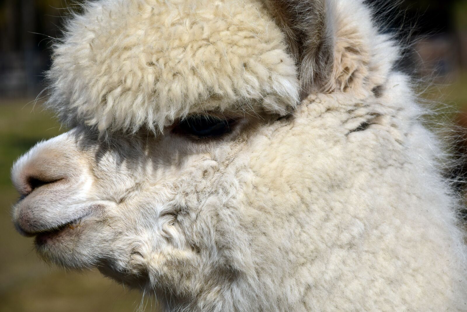 Nikon D3300 sample photo. Alpaca, animal, wool photography