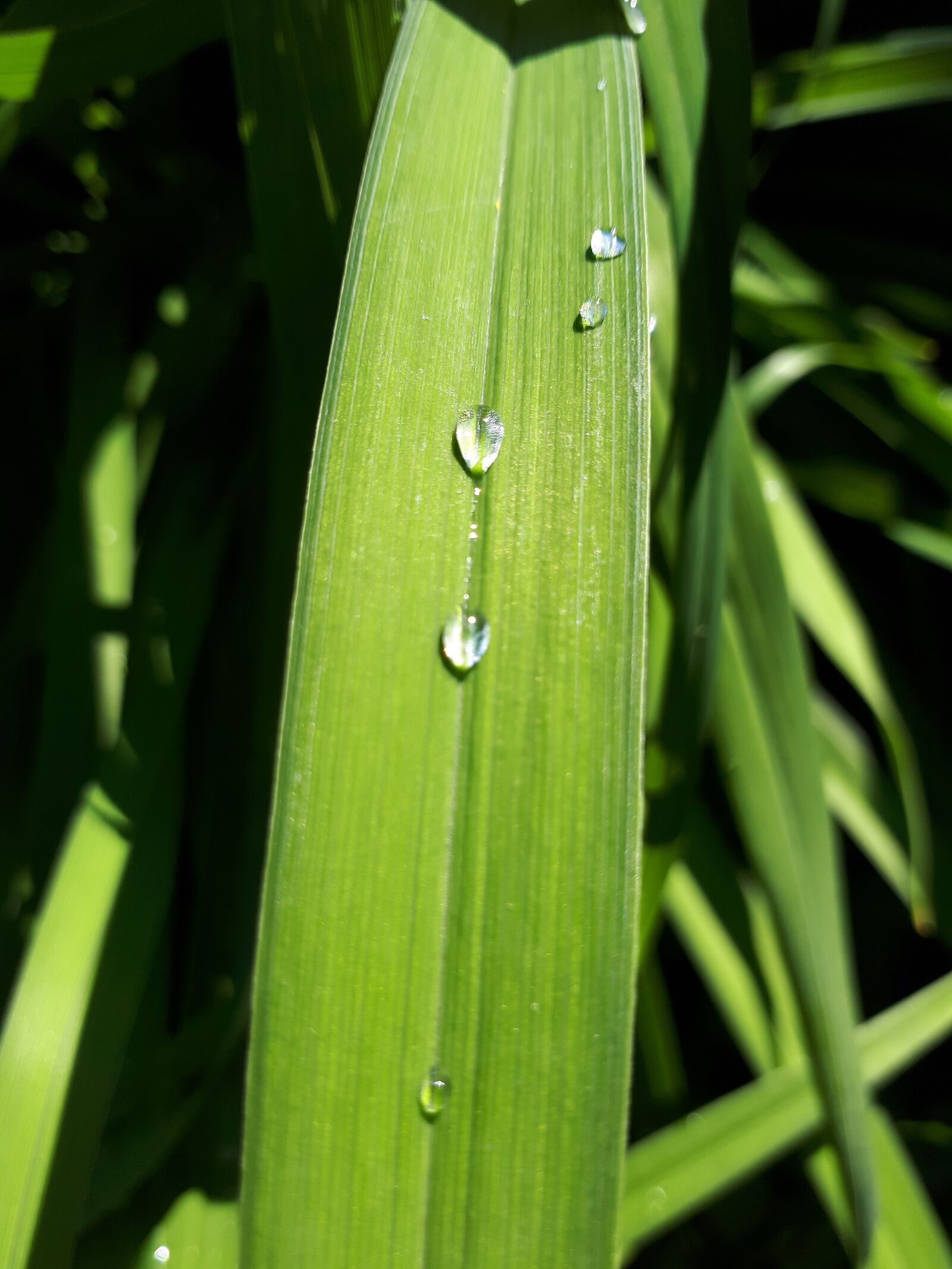 Samsung Galaxy A5(2017) sample photo. Grass, drop, summer photography