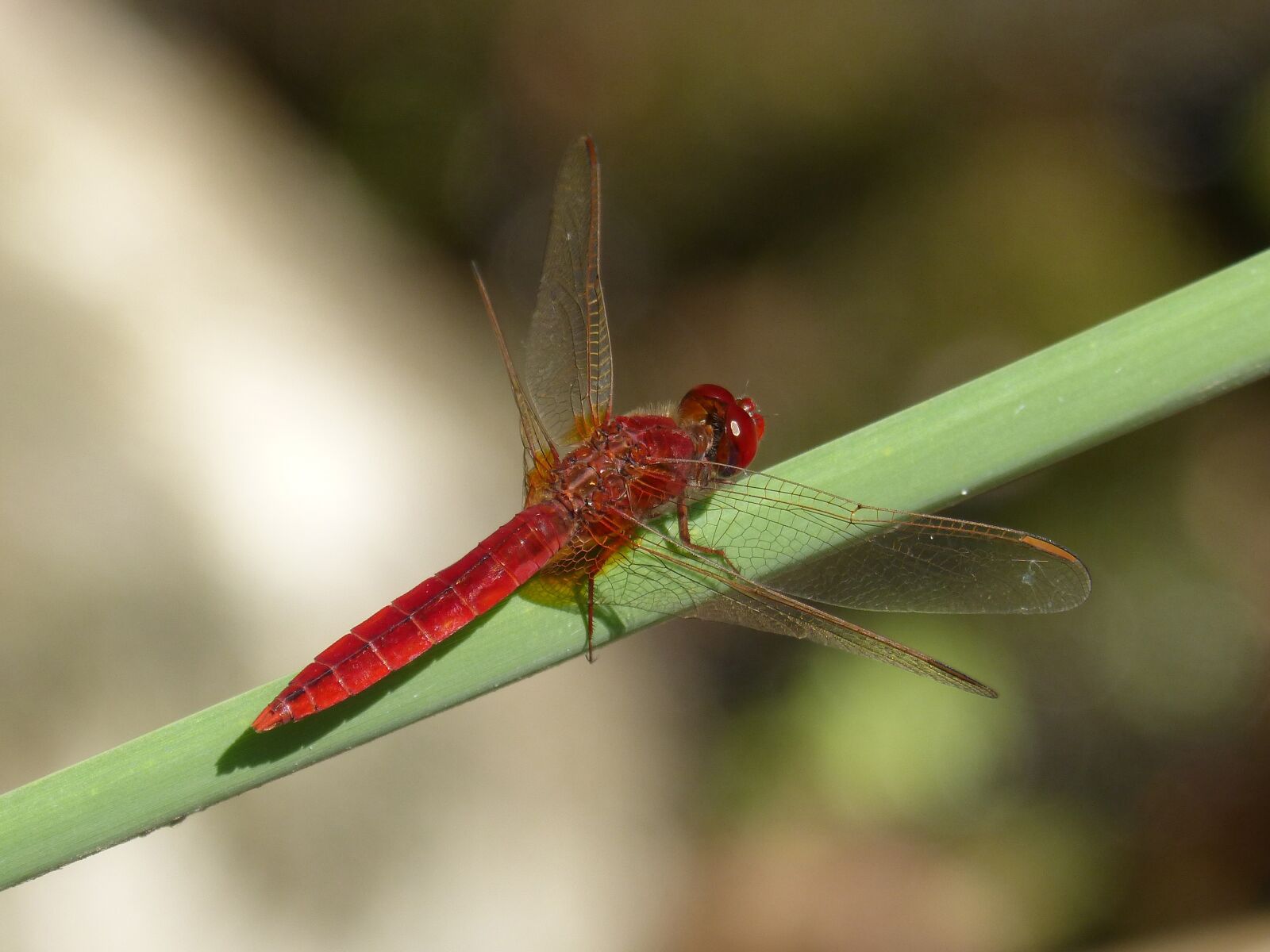 Panasonic DMC-FZ62 sample photo. Dragonfly, red dragonfly, erythraea photography