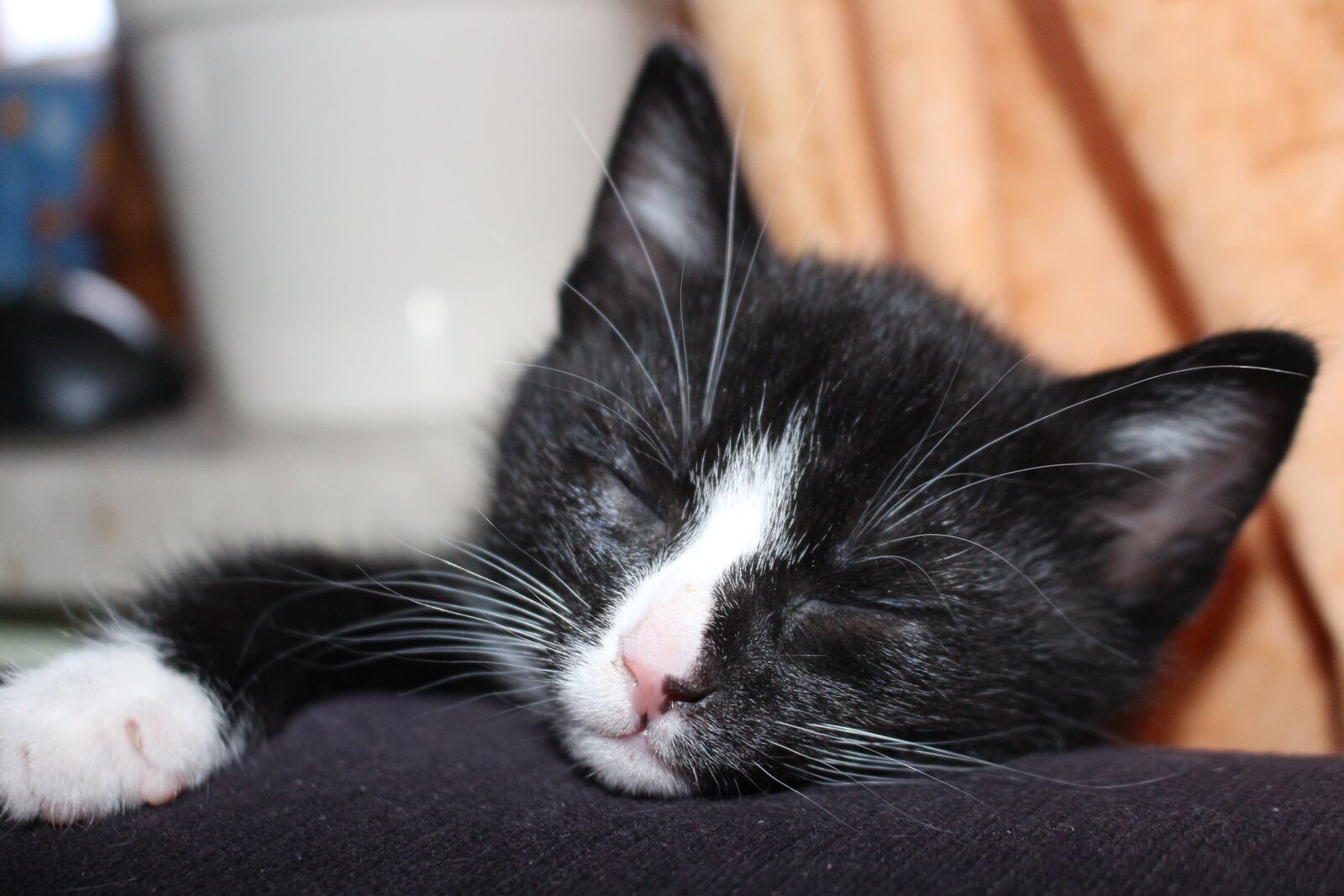 Canon EOS 700D (EOS Rebel T5i / EOS Kiss X7i) sample photo. Cat baby, sleep, rest photography