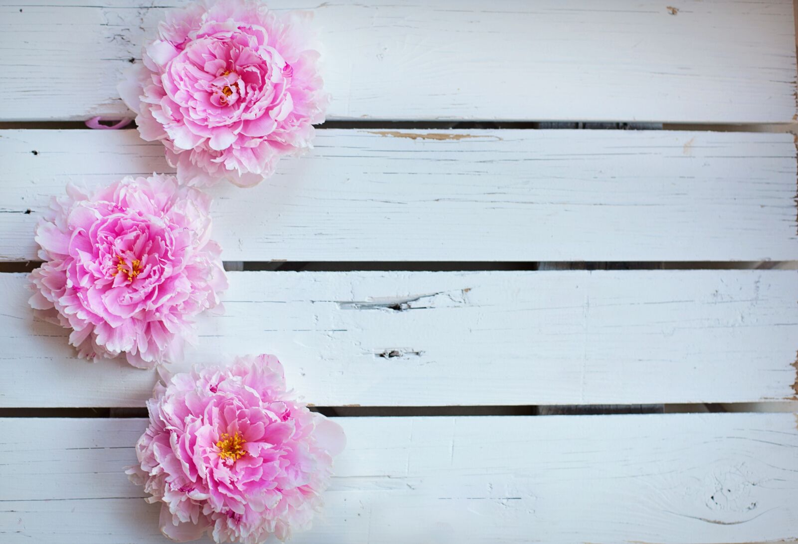 Canon EF 50mm F1.4 USM sample photo. Peonies, flowers, background photography