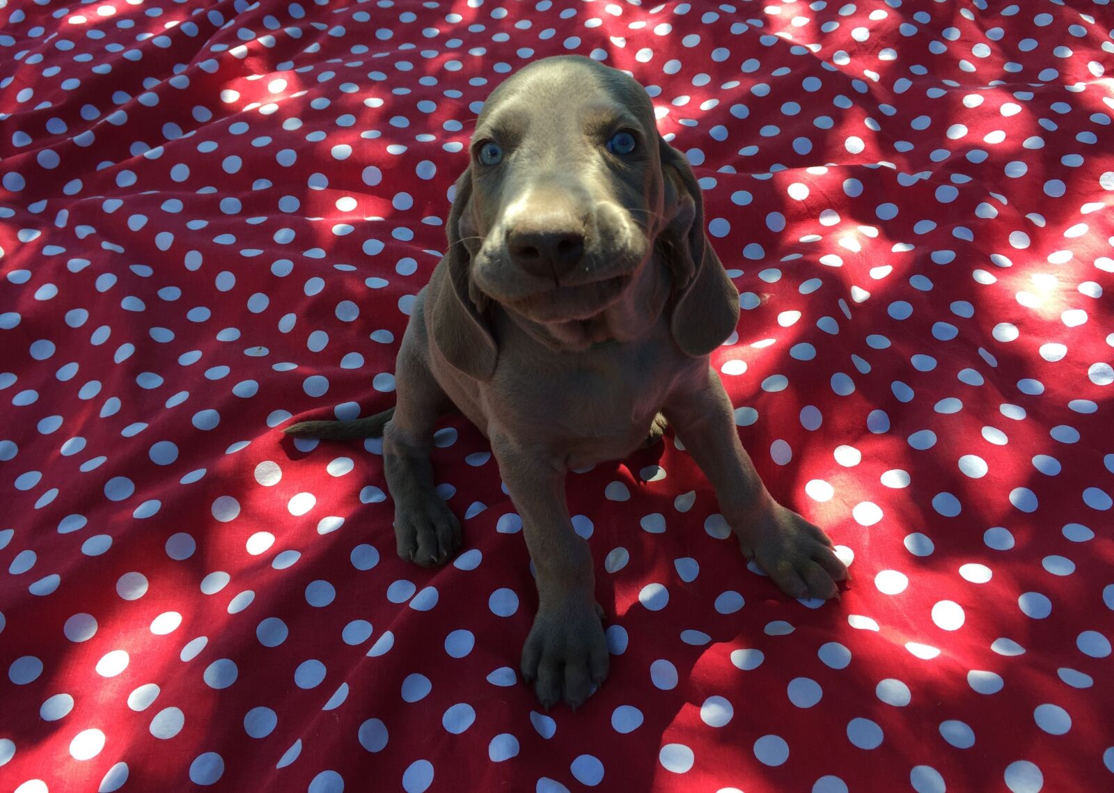 Apple iPhone 6 sample photo. Puppy, weimaraner, cute photography