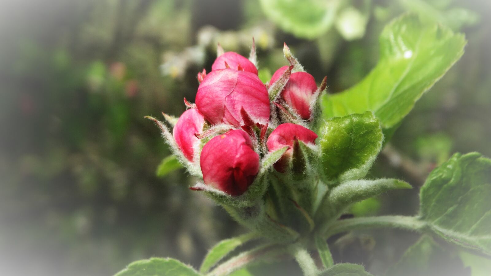 Sony Cyber-shot DSC-HX300 sample photo. Apple blossom, flower, pink photography
