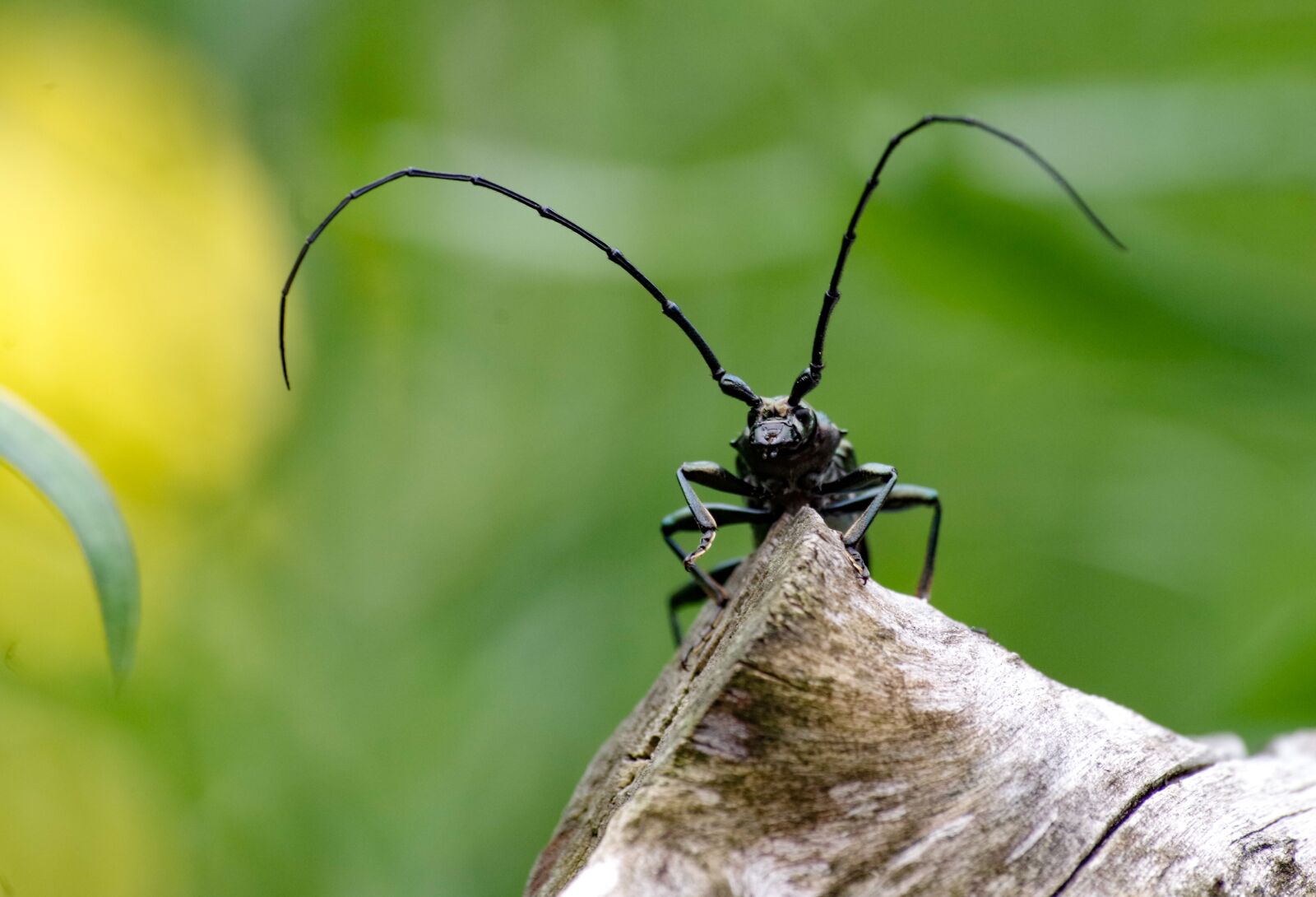 Pentax K-30 sample photo. Musk beetle, beetle, longhorn photography