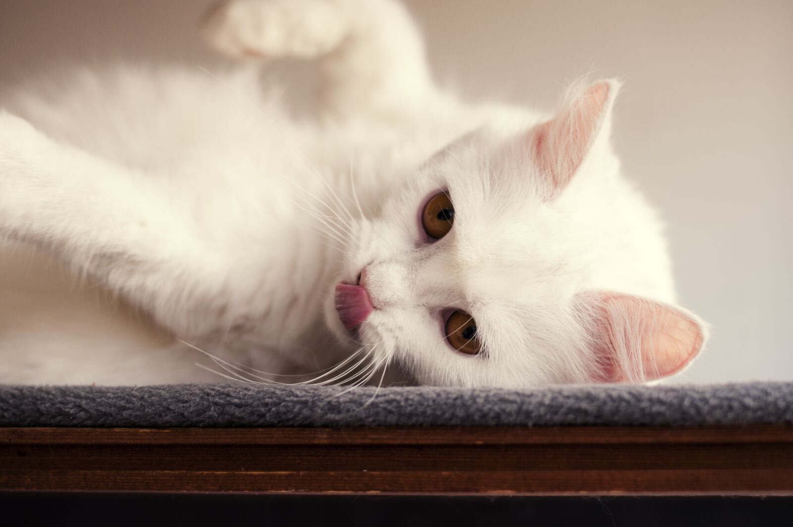Nikon D5000 sample photo. Cat, domestic, pet photography