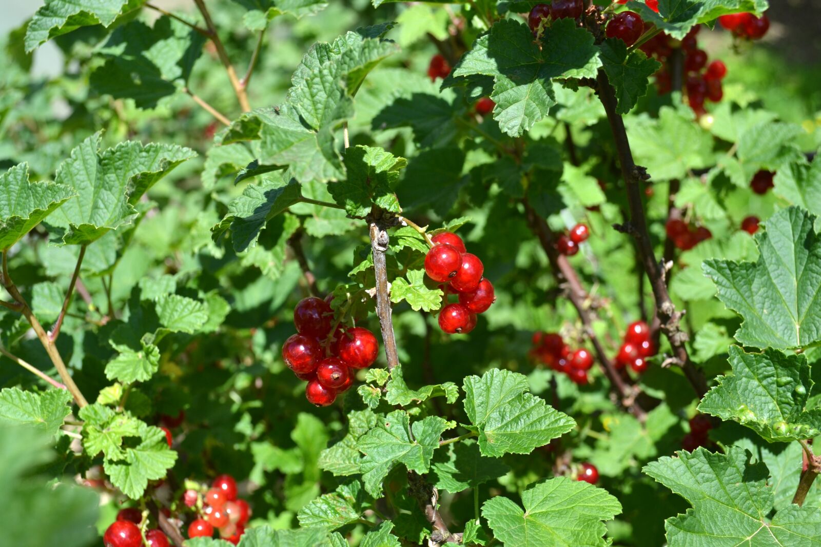 Nikon D3100 sample photo. Red currant, red currant photography