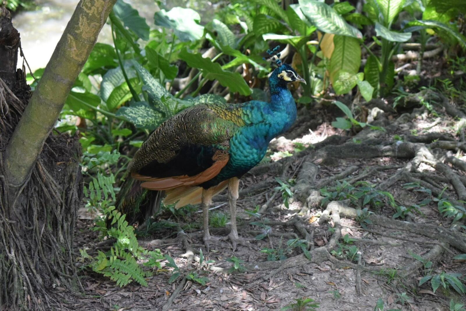 Nikon D5300 sample photo. Peacock, bird, wildlife photography