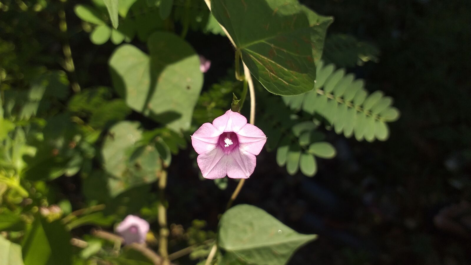 Samsung Galaxy J4+ sample photo. Kupang, nusatenggaratimur, indonesia photography