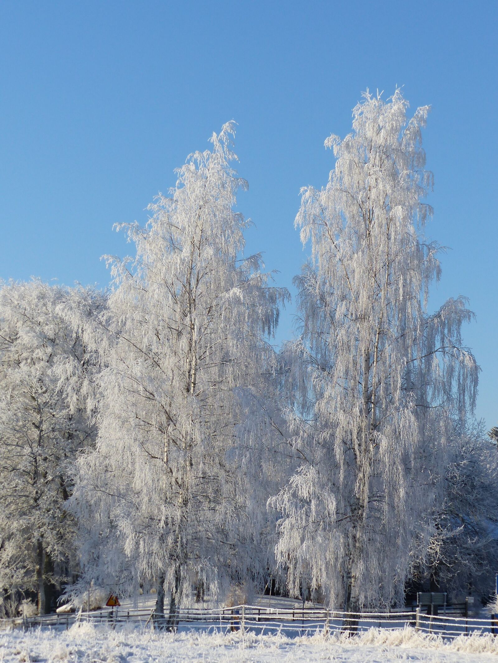 Panasonic Lumix DMC-FZ200 sample photo. Birch, winter, frost photography