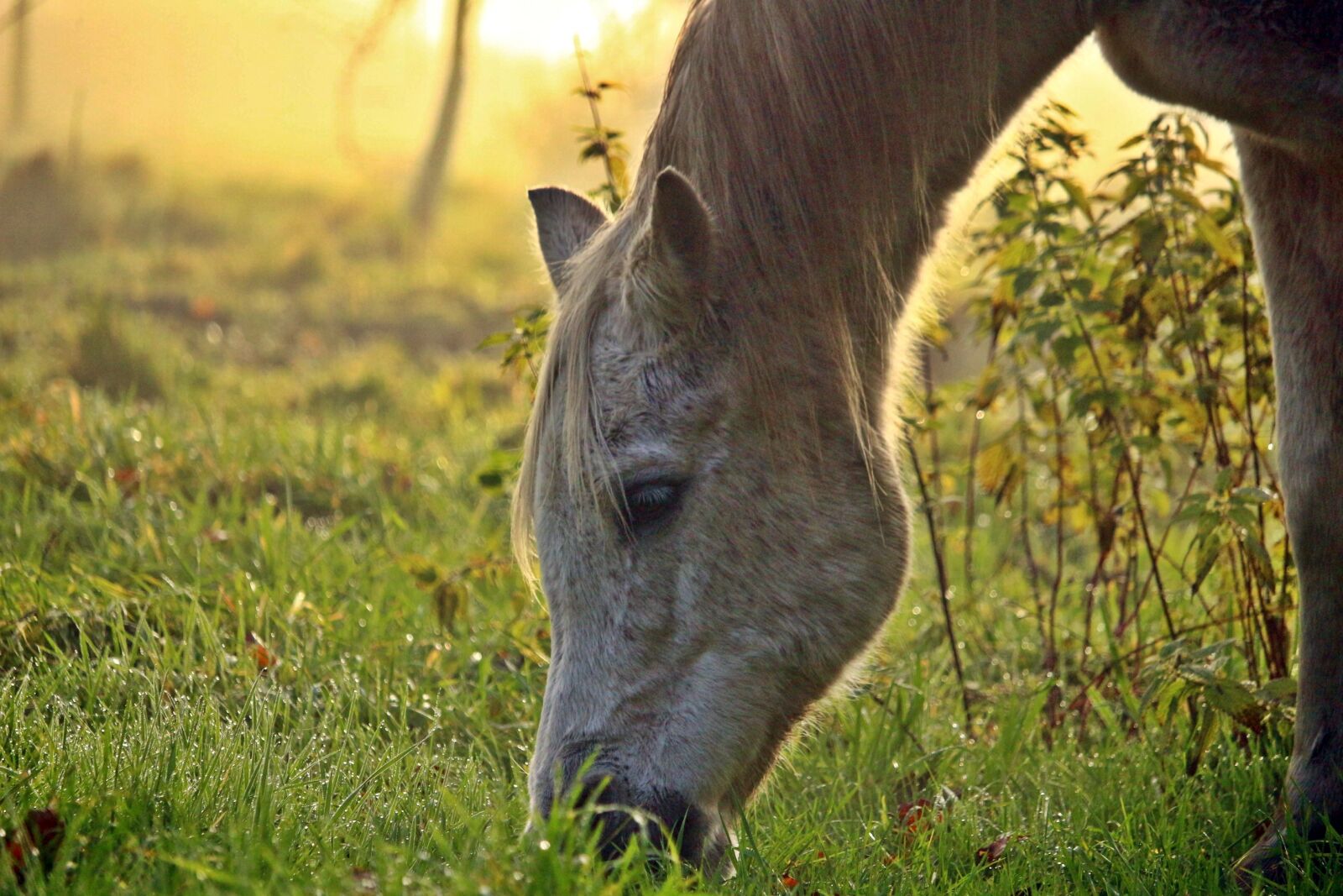 Canon EOS 100D (EOS Rebel SL1 / EOS Kiss X7) sample photo. Horse, mold, fog photography