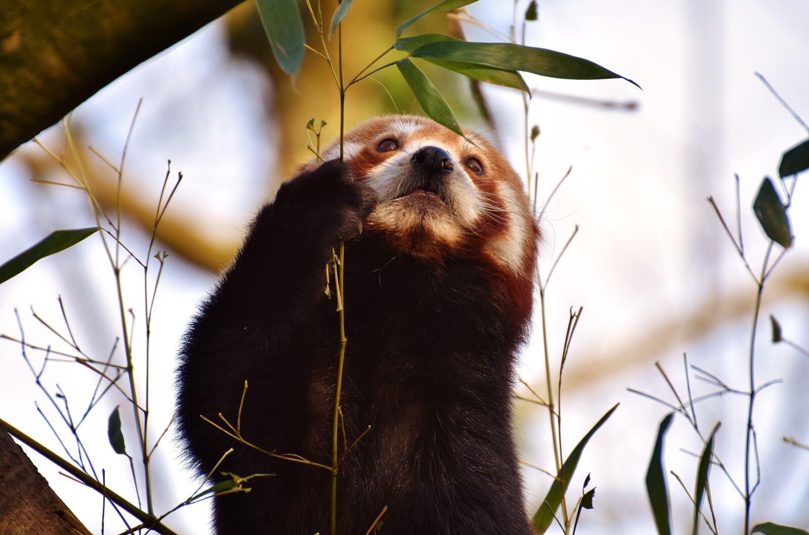 Nikon D7200 sample photo. Panda, red panda, bear photography