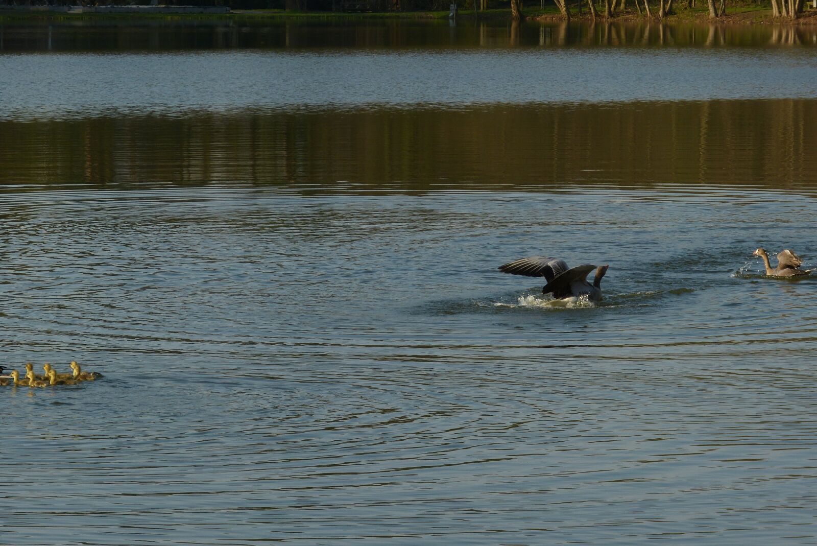 Panasonic Lumix DMC-FZ150 sample photo. Lake, fight, water photography