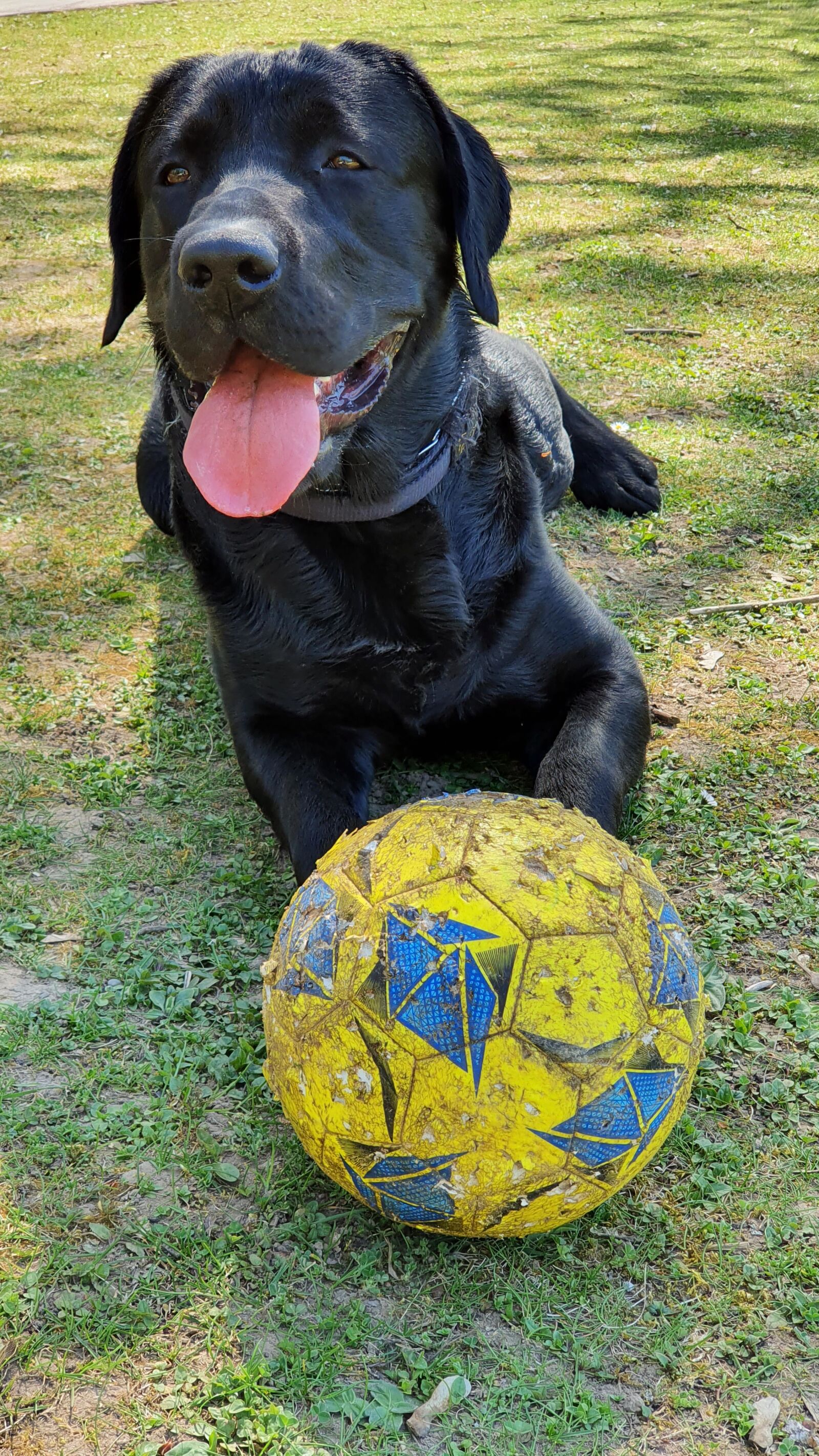 Samsung Galaxy S10+ sample photo. Labrador, black, dog photography