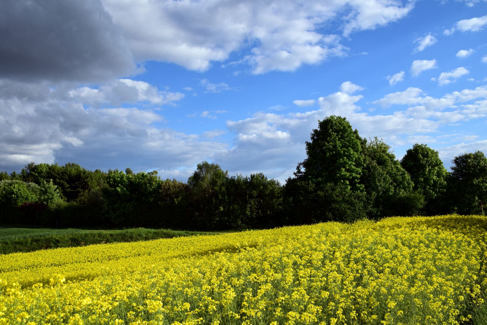 Nikon D3300 sample photo. Oilseed rape, field of photography