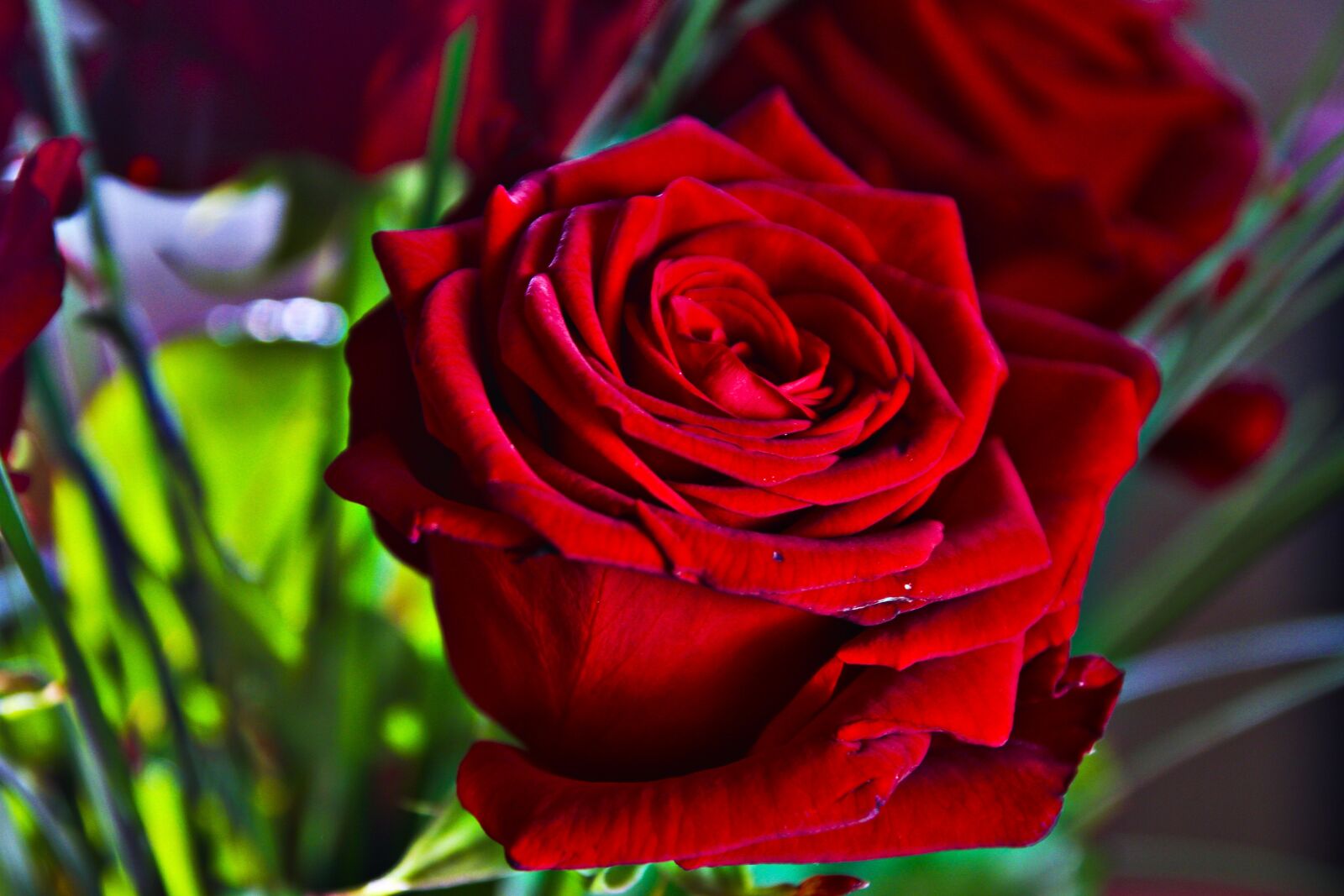 Canon EOS 7D sample photo. Rose, red, mirroring photography
