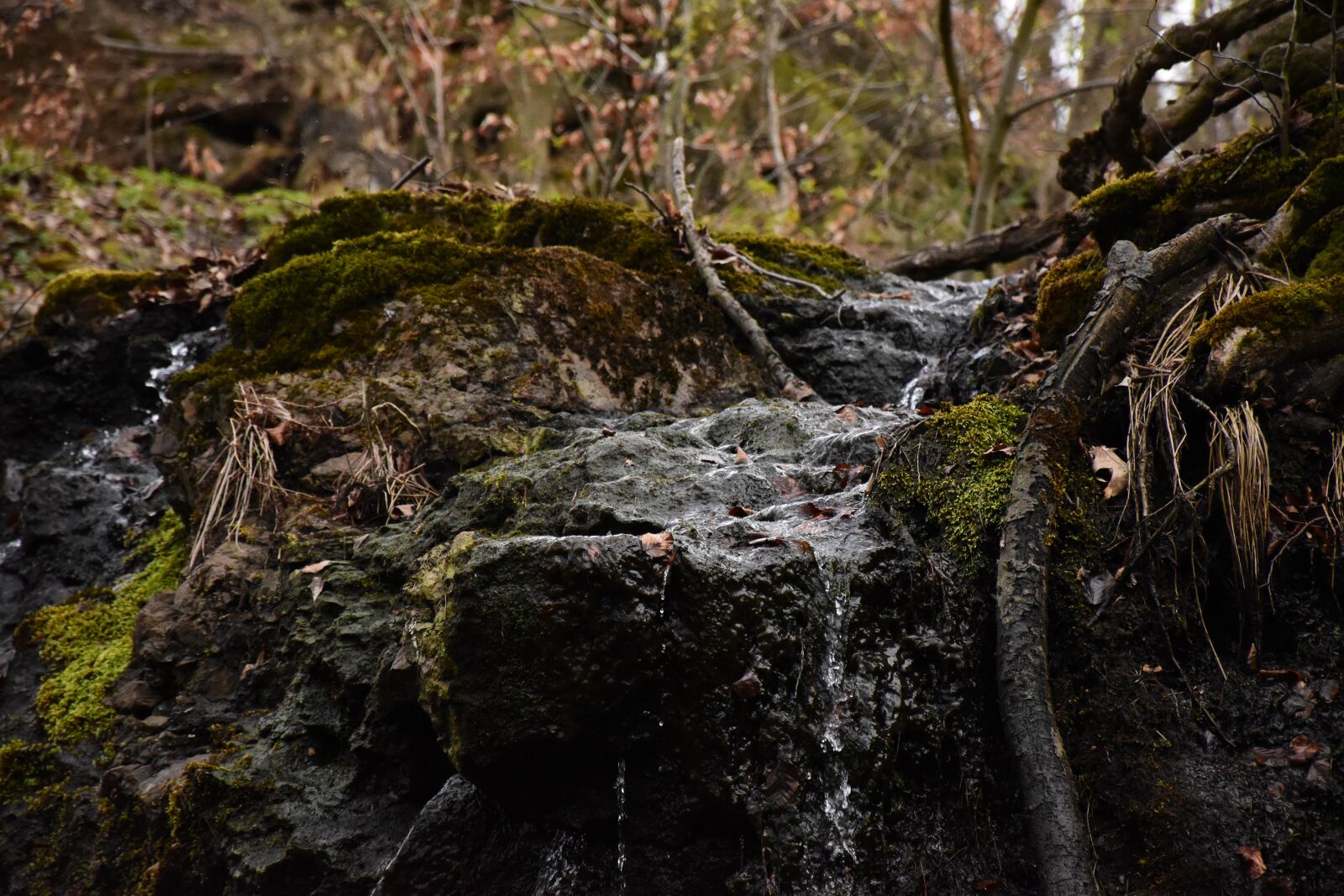 Nikon D5600 sample photo. Nature, water, green photography