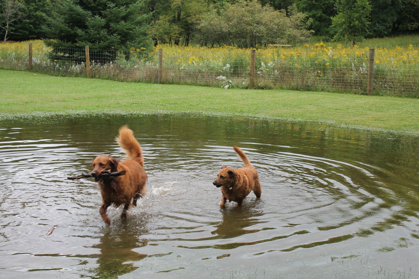 Canon EOS 1100D (EOS Rebel T3 / EOS Kiss X50) sample photo. Dogs, pond, water photography