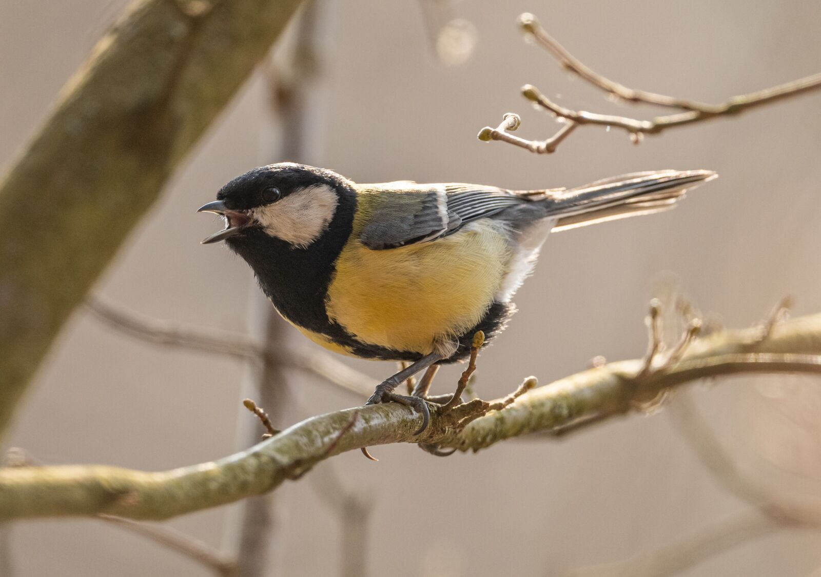Nikon D850 sample photo. Tit, bird, beak photography
