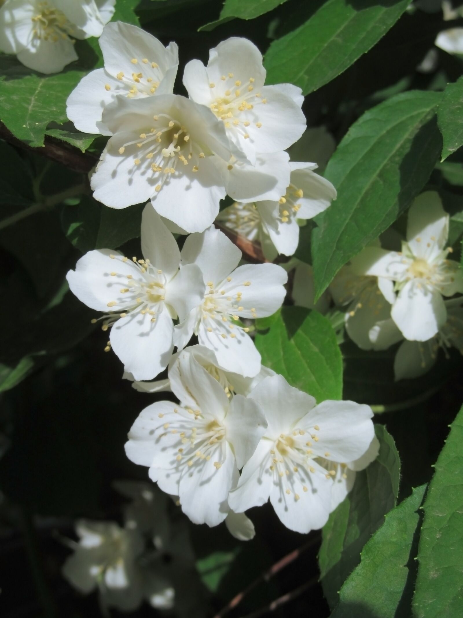 Canon PowerShot SX150 IS sample photo. Jasmine, white flowers photography