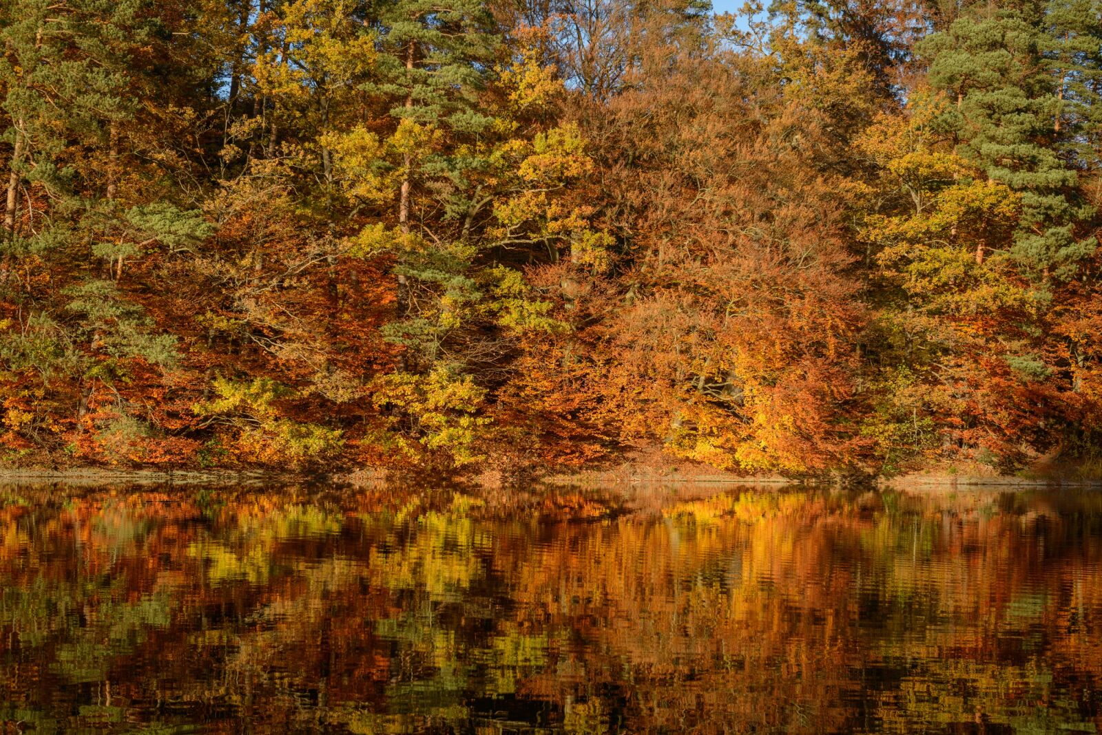 Nikon D800 sample photo. Fall foliage, lake, mirroring photography