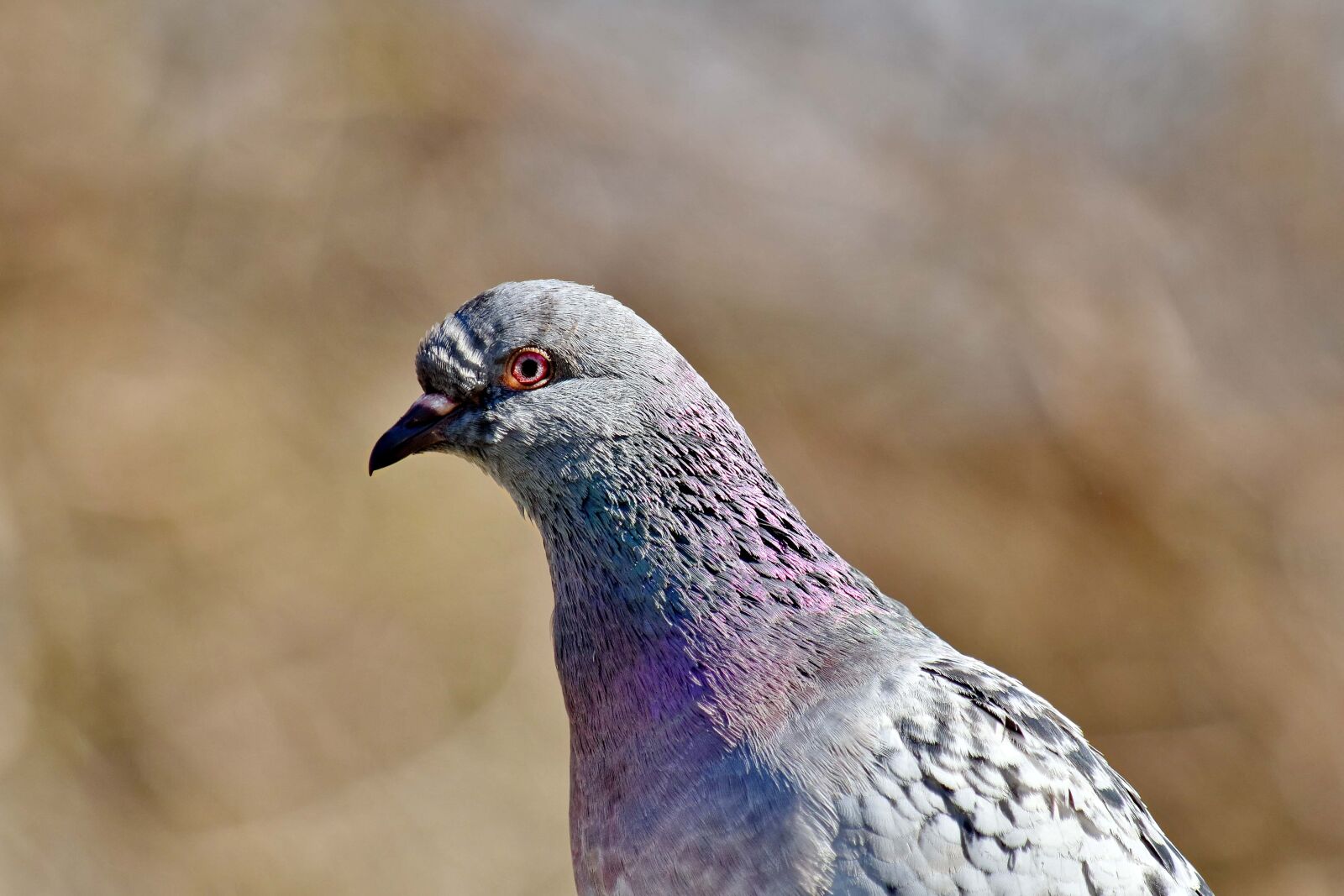 Nikon D5500 sample photo. Pigeon, wilderness, wildlife, bird photography