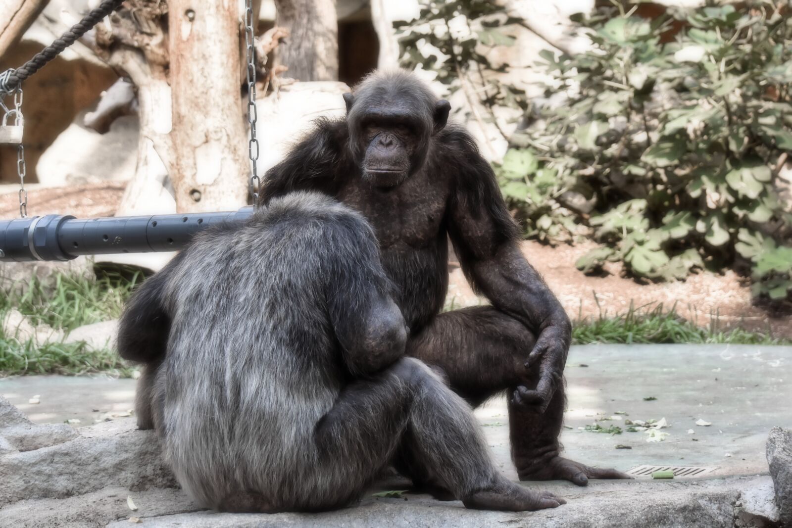 Nikon D7200 sample photo. Chimps, monkey, animal world photography