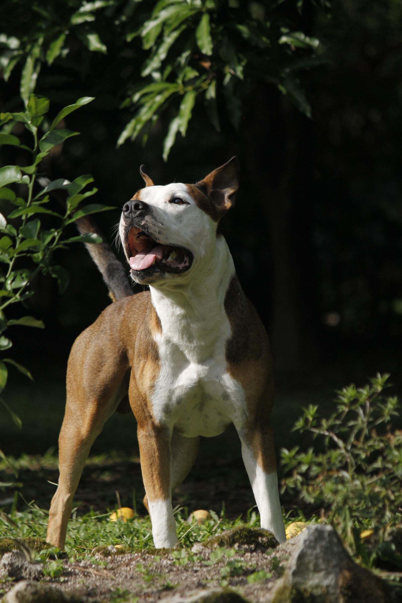 Canon EOS 1100D (EOS Rebel T3 / EOS Kiss X50) + Canon EF-S 55-250mm F4-5.6 IS sample photo. Dog, pitbull, canine photography