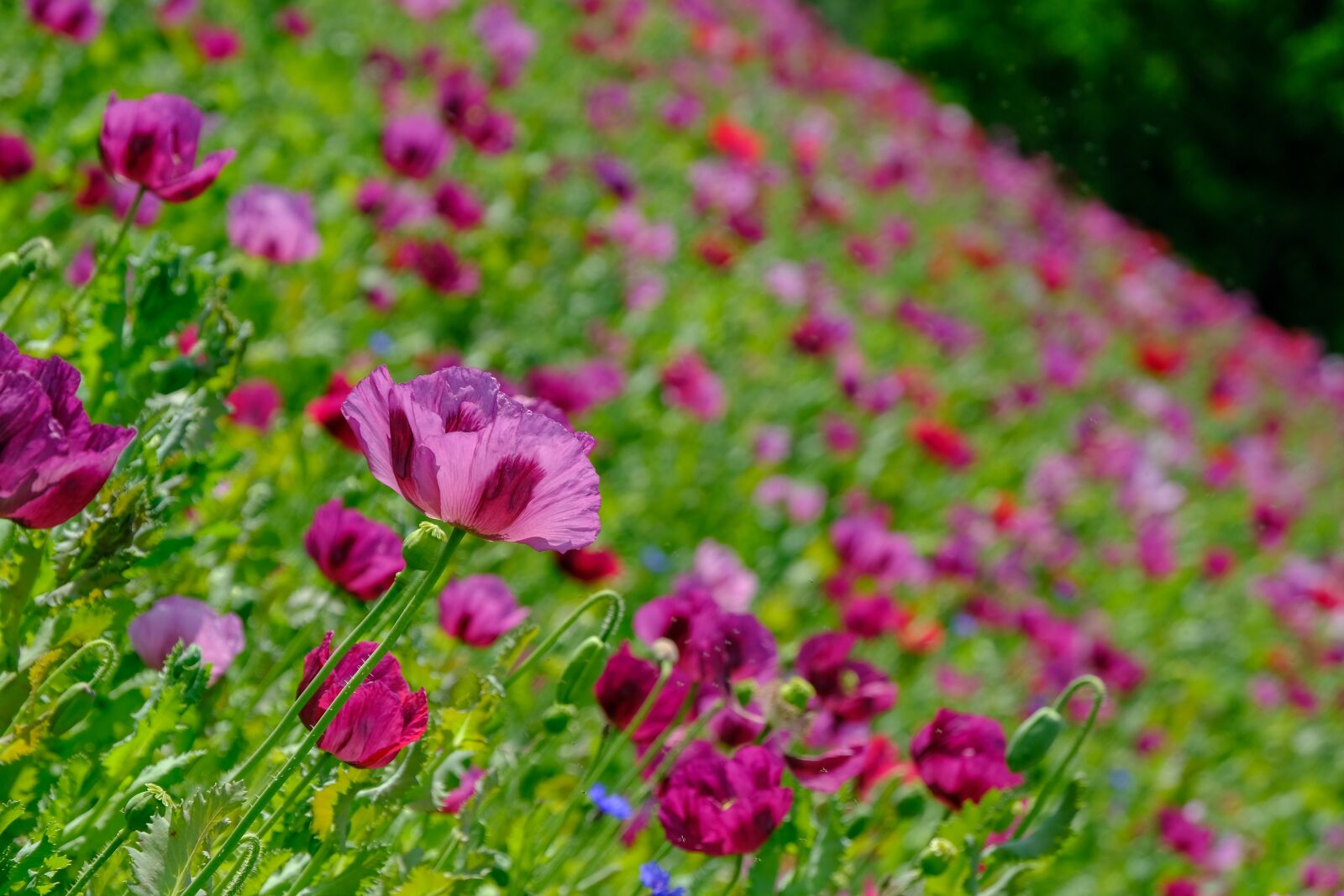 Fujifilm X-T3 sample photo. Poppy, violet, poppy flower photography