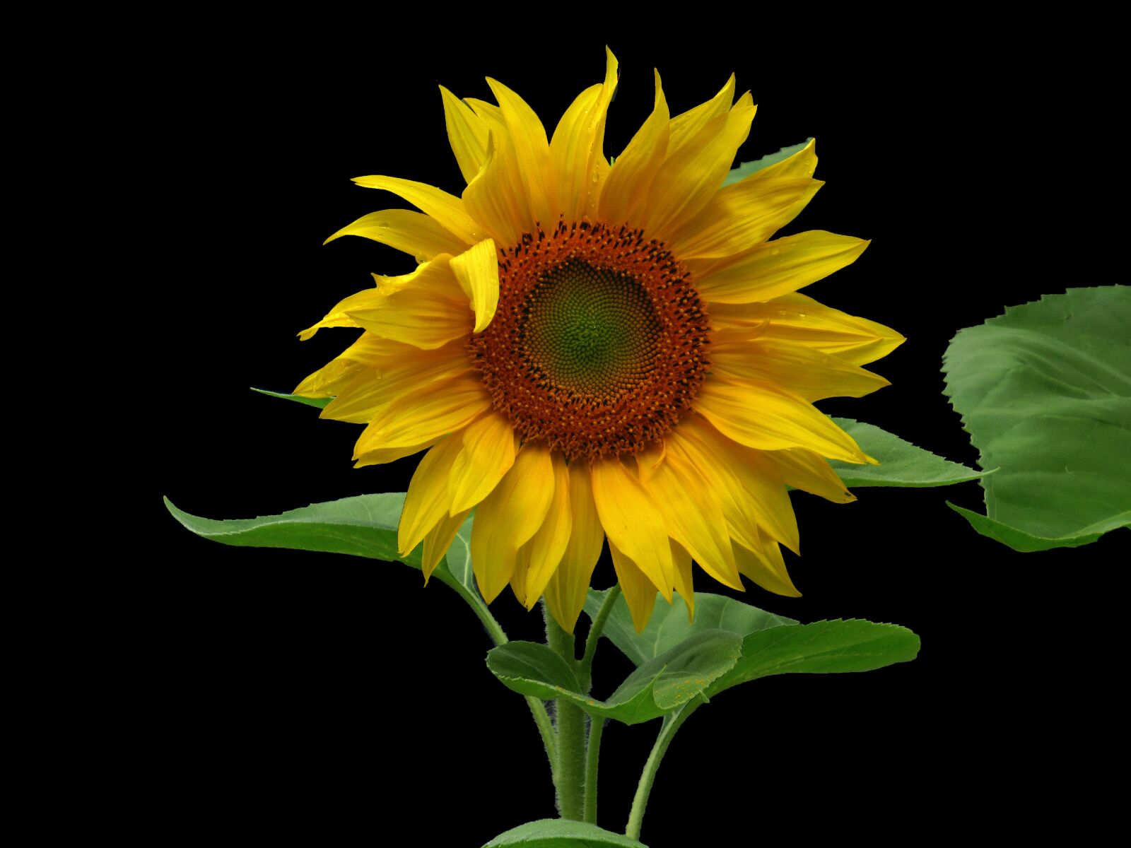 Canon PowerShot SX620 HS sample photo. Sunflower, flower, nature photography