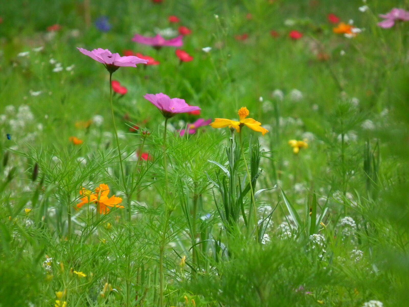 FujiFilm FinePix HS10 (FinePix HS11) sample photo. Wildflowers, nature, outdoors photography