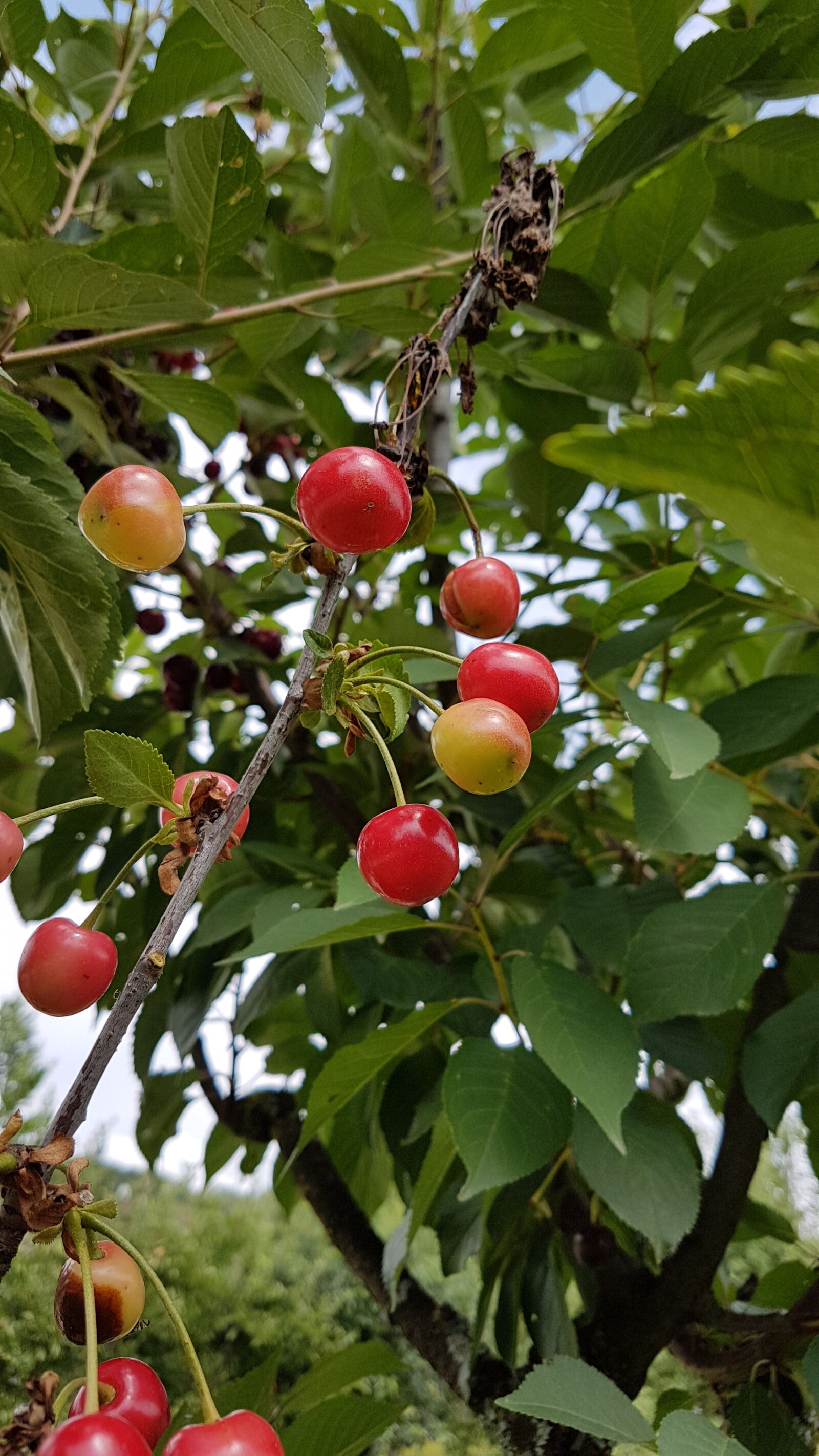 Samsung Galaxy S7 Edge sample photo. Cherries, fruit, garden photography