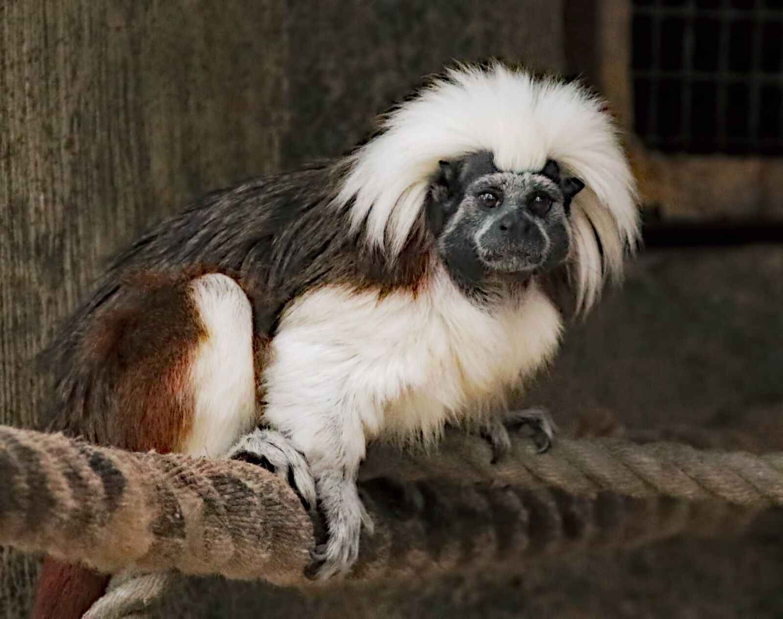 Canon EOS 760D (EOS Rebel T6s / EOS 8000D) sample photo. Marmoset, monkey, animal photography
