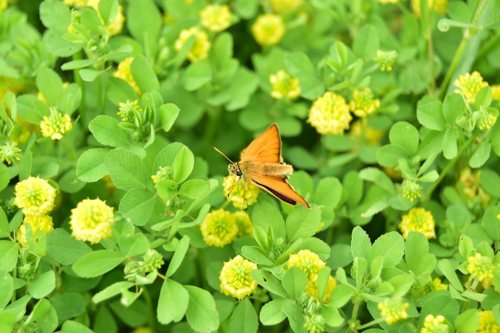 Nikon D5600 sample photo. Skipper, butterfly, insect photography