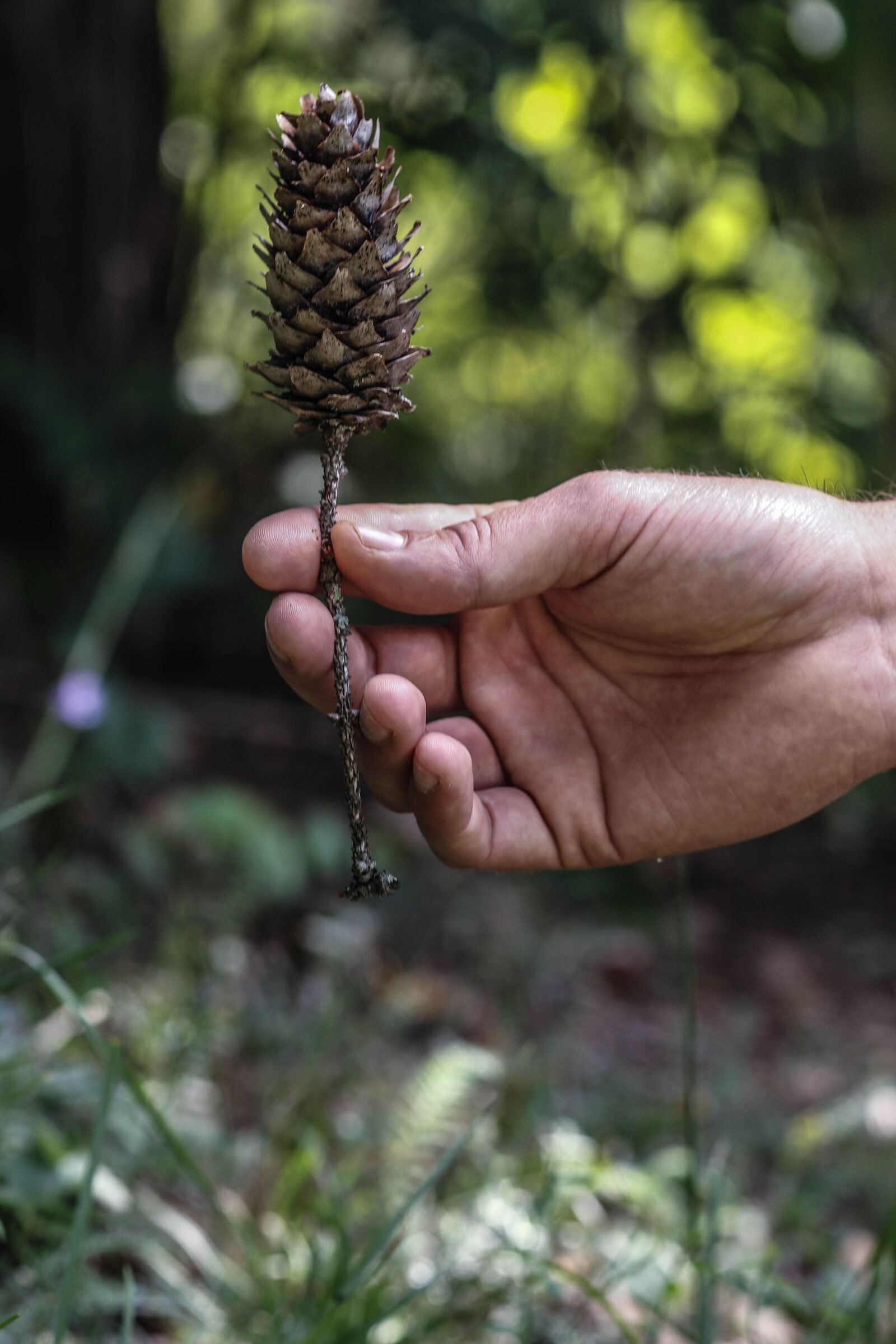 Canon EOS 7D Mark II sample photo. Pinecone, nature, hand photography