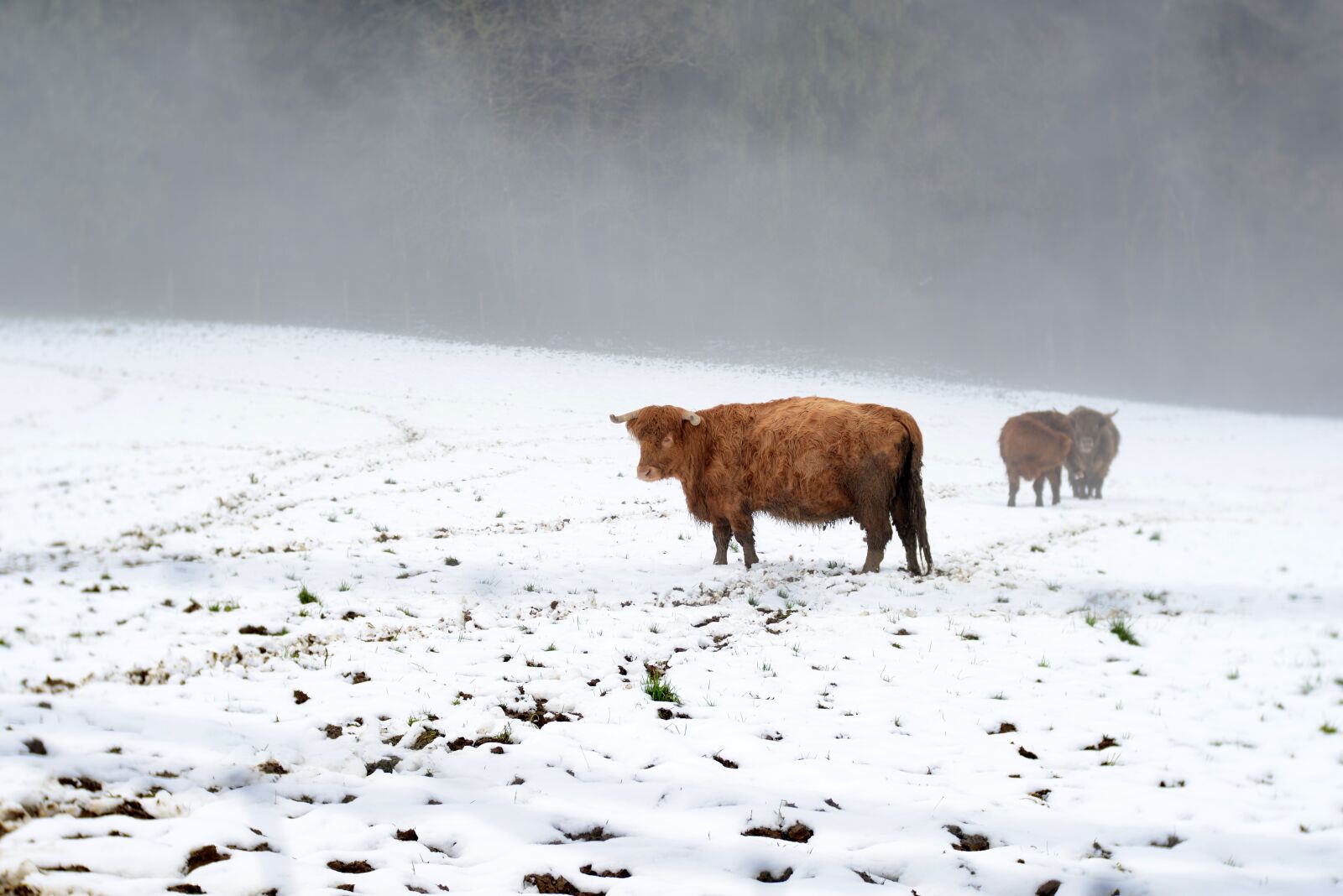 Nikon D600 sample photo. Cows, cold, winter photography