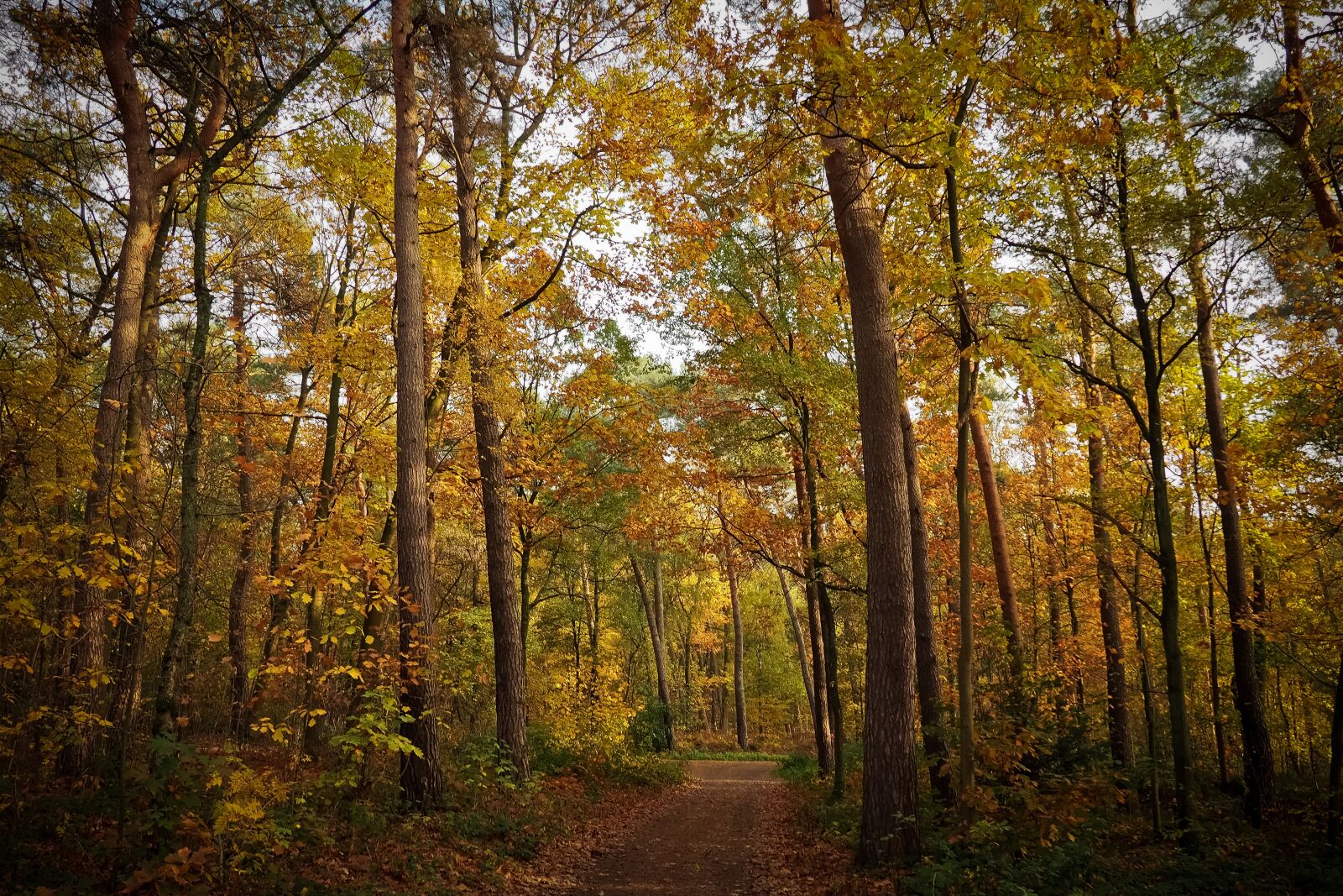 Olympus OM-D E-M10 sample photo. Autumn, autumn mood, fall photography