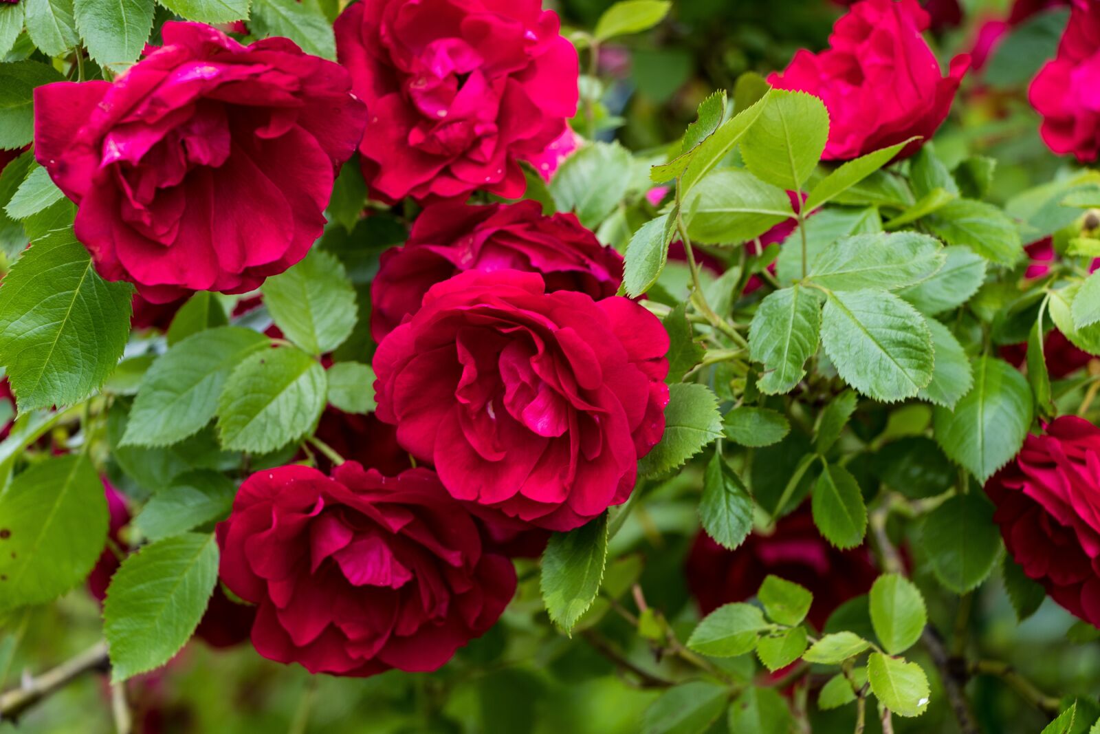 Canon EOS 80D sample photo. Roses, flowers, petals photography