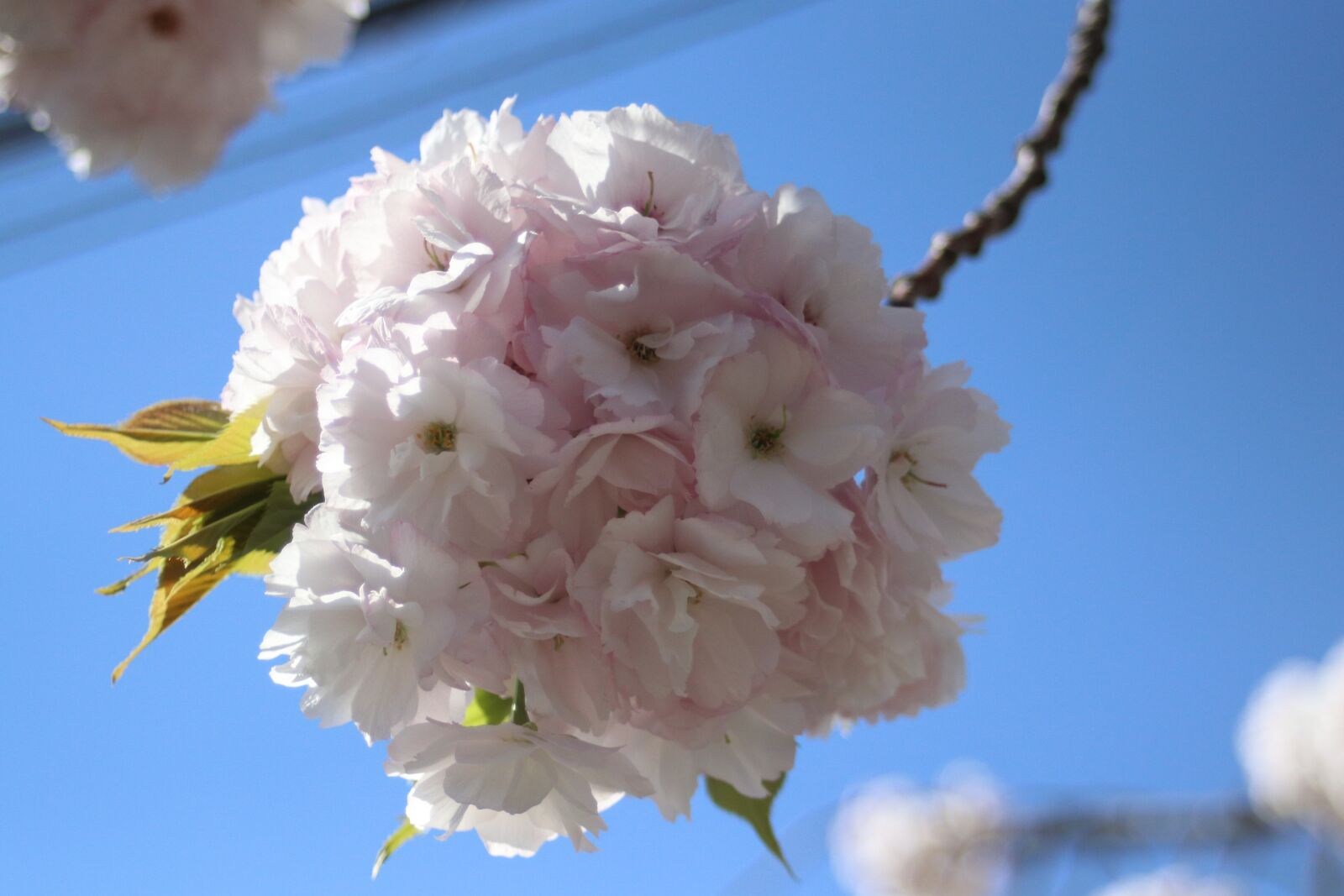 Canon EF 28-80mm f/3.5-5.6 sample photo. Sakura, spring, bloom photography