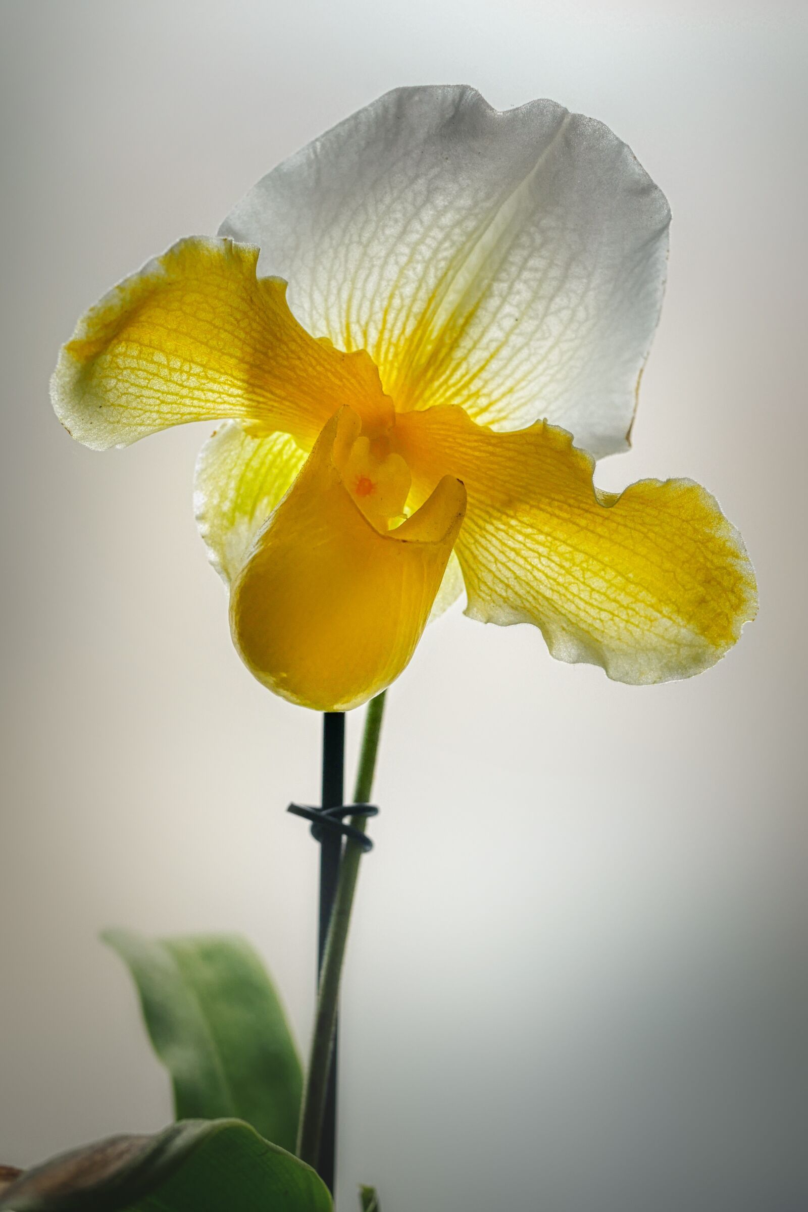 Panasonic Lumix DMC-GX8 sample photo. Orchid, yellow, flower photography