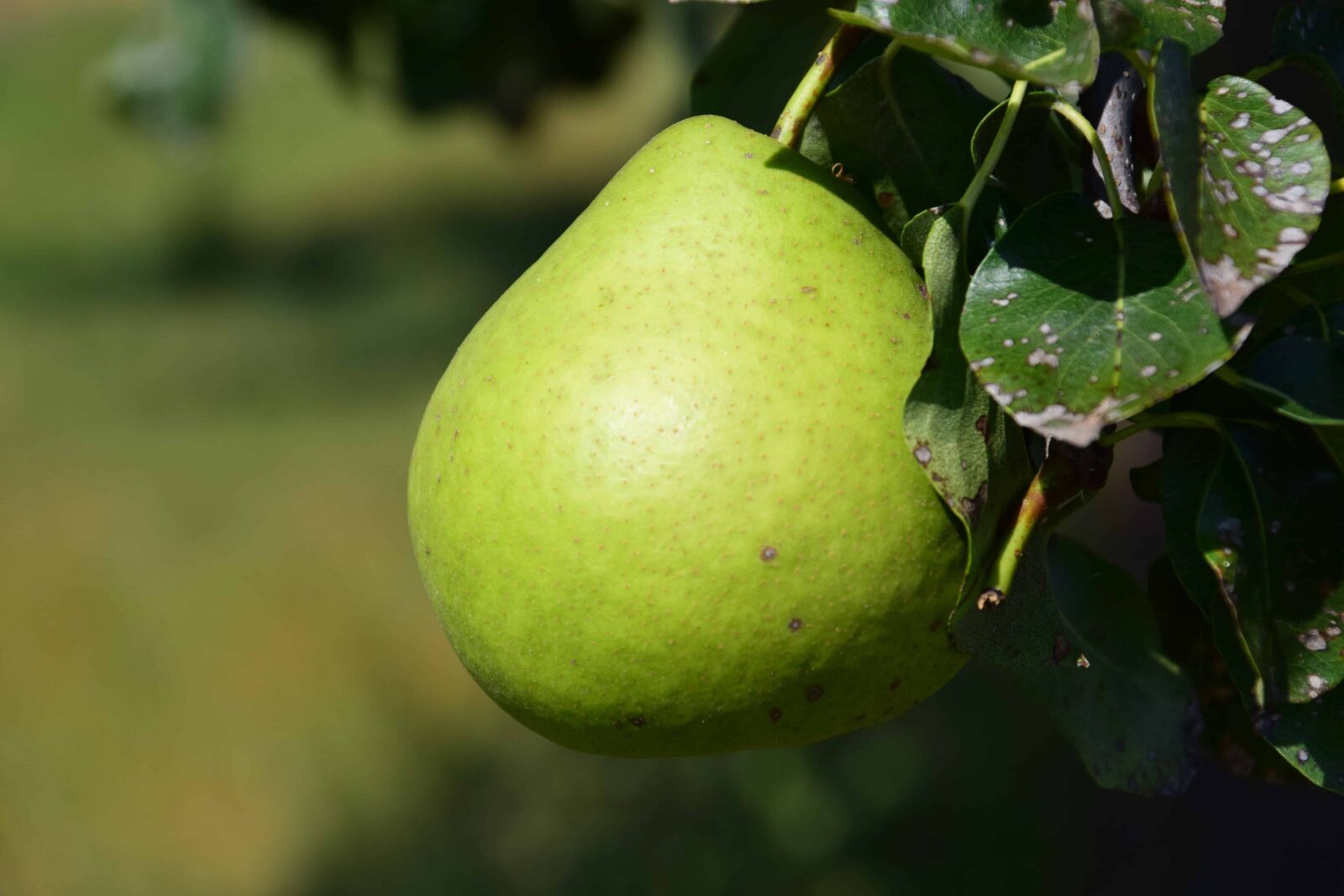 Nikon D3300 sample photo. Food, orchard, nature, fruit photography