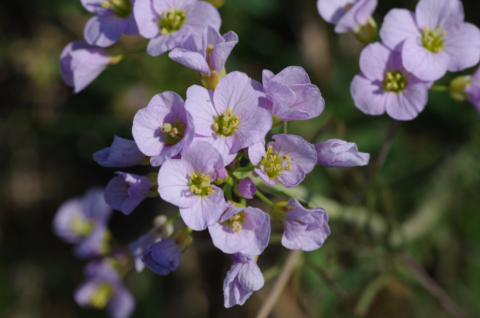 Pentax K-5 sample photo. Smock, flowers, purple photography