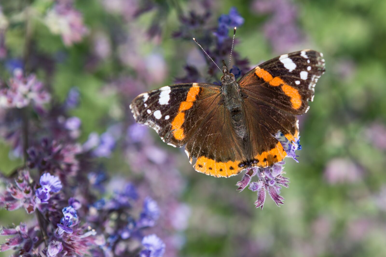 Canon EF 24-70mm F2.8L USM sample photo. Butterfly, nature, garden photography