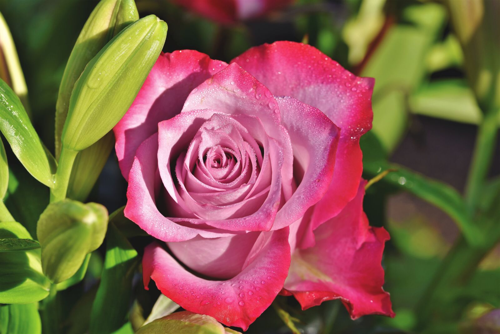 Nikon D7200 sample photo. Rose, rose bloom, garden photography