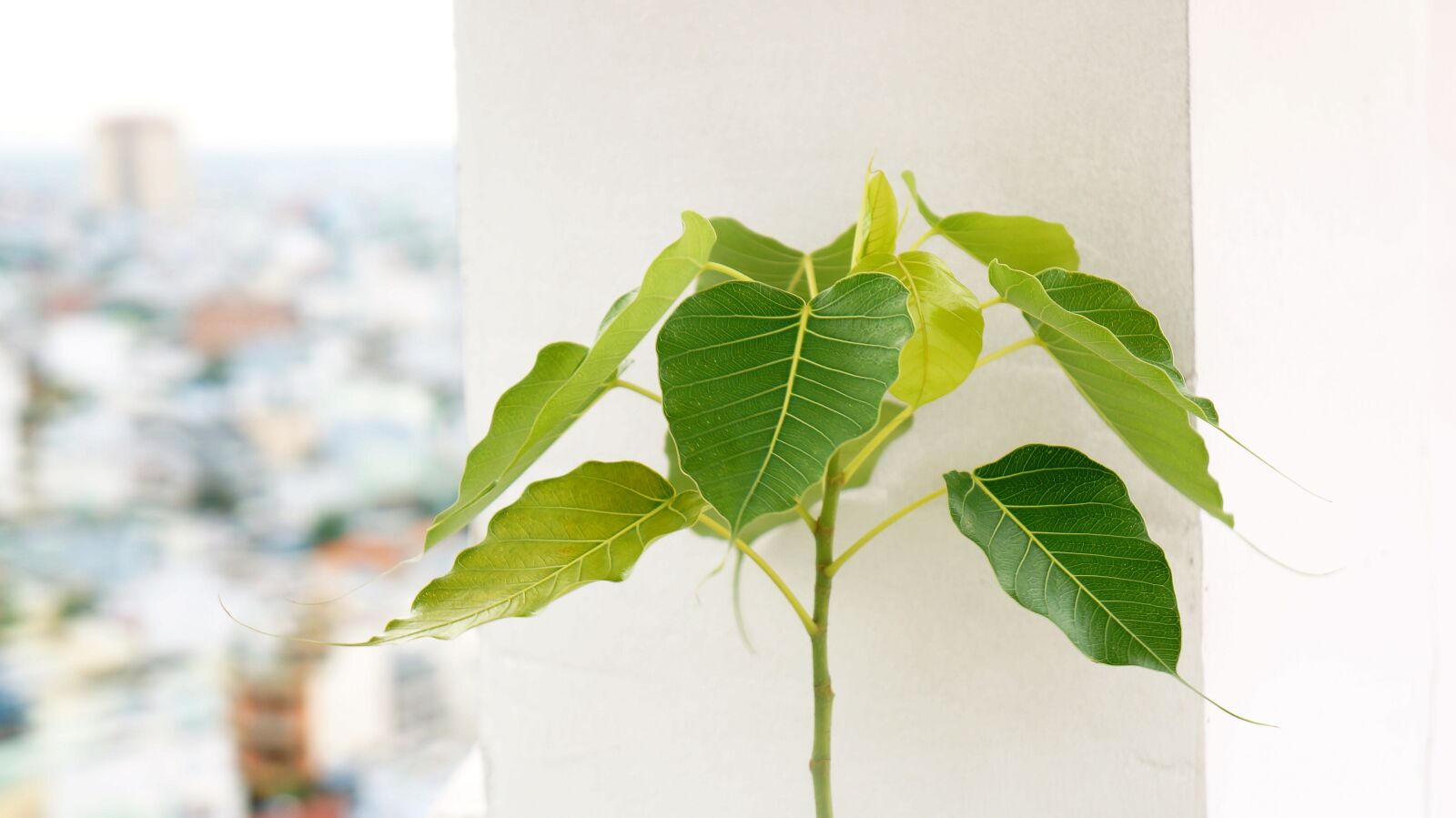 Sony Alpha NEX-F3 + Sony E 18-55mm F3.5-5.6 OSS sample photo. Natural, plant, green tree photography