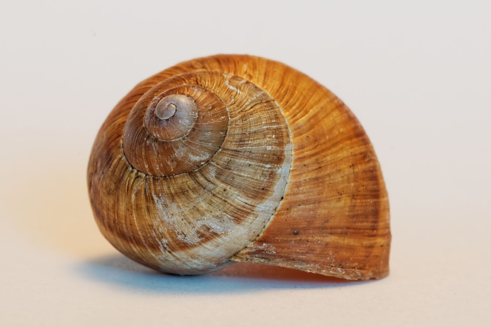 Nikon D50 sample photo. Shell, snail, animals photography